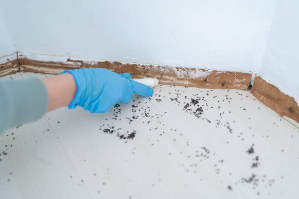 Best Local Pest Control Services  in Summit, NJ