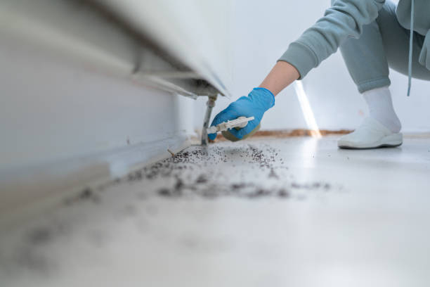 Best Termite Control Services  in Summit, NJ